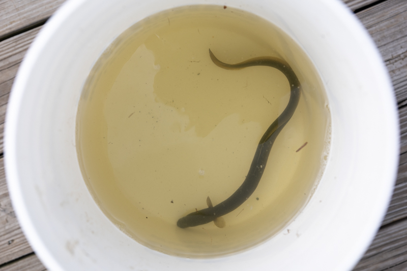 eel