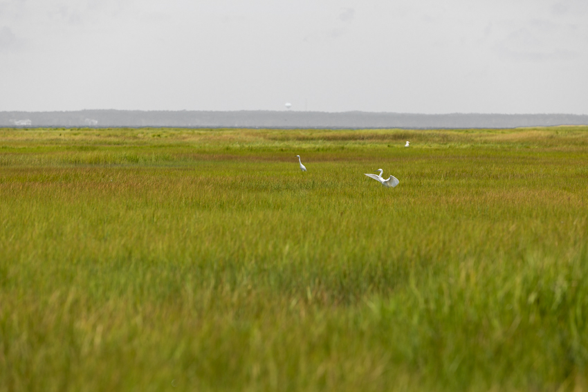 Seagrass Study