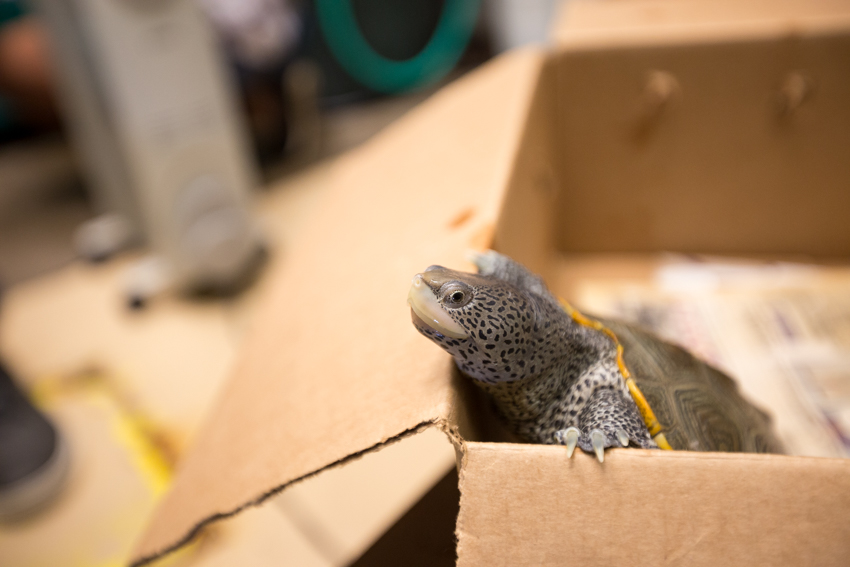 terrapin peeking out of box