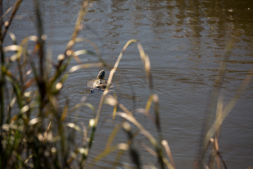 terrapin