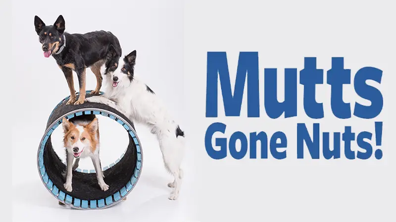 MUTTS GONE NUTS