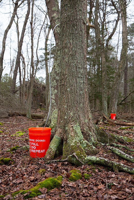 Image of sap collection from maple tree