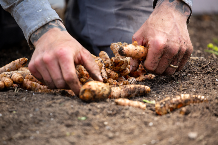 Image of tumeric