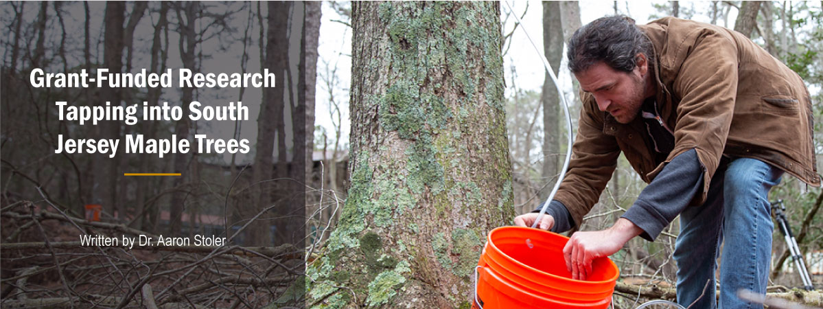 Image of Dr. Aaron Stoler tapping maple tree on Stockton University Campus