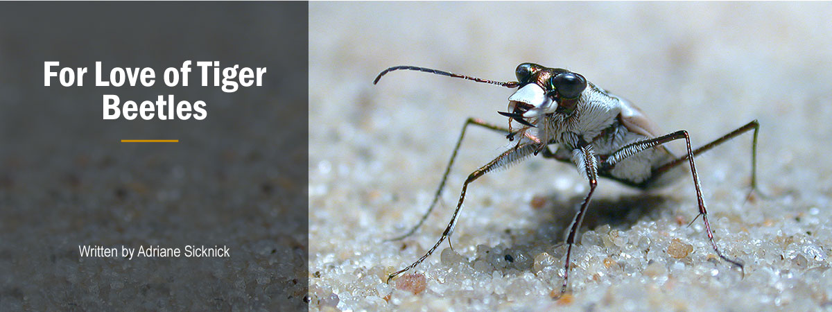 Image of Tiger Beetle 