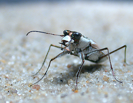 Image of Dorsalis Tiger Beetle