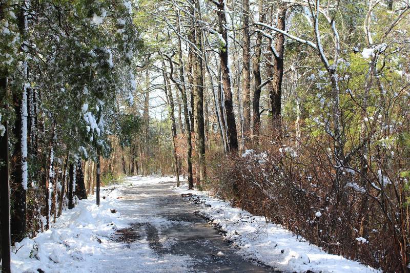 image of forest on Stockton University's Galloway campus