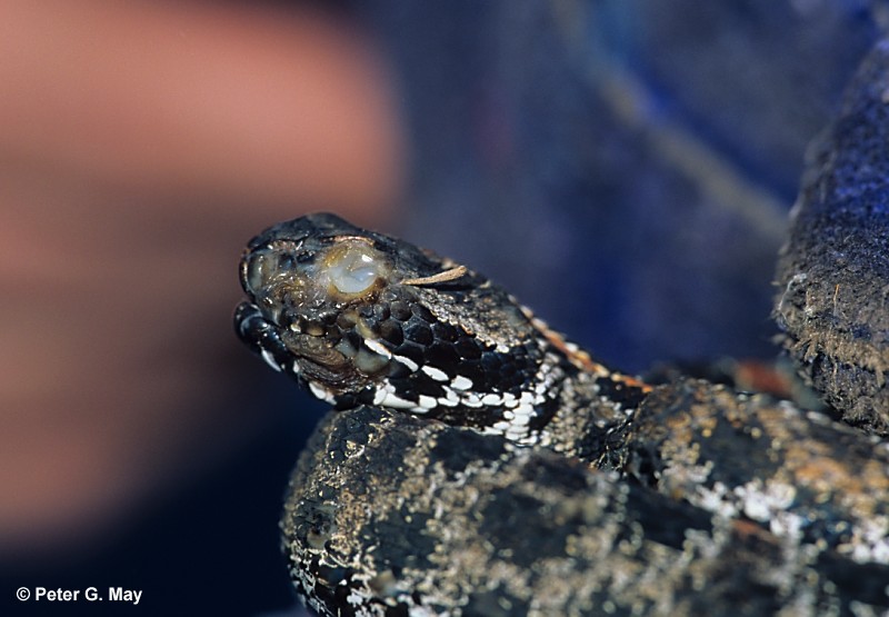 Image of snake with fungal infection