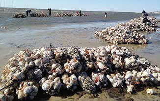 Oyster reef at Reed's Beach