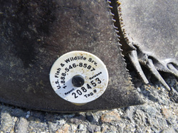 Tagged horseshoe crab.