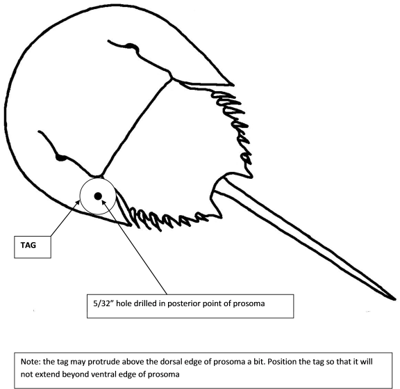 Diagram of how to tag horsehoe crab