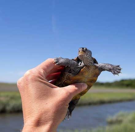 Image of terrapin