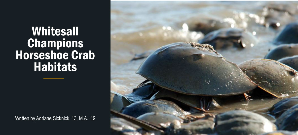 Whitesall Champions Horseshoe Crab Habitats