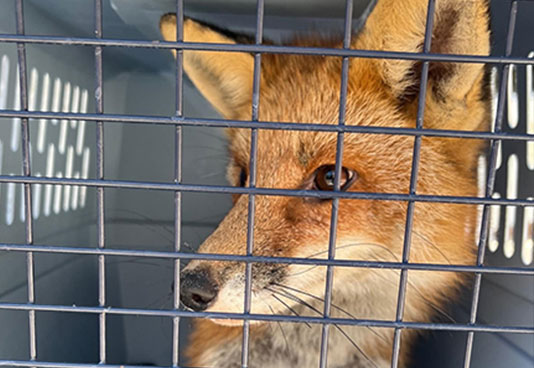 Fox captured for rehabilitation