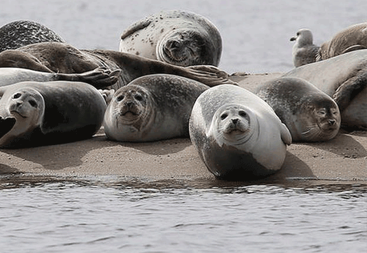 Seals hulled out on the Great Bay