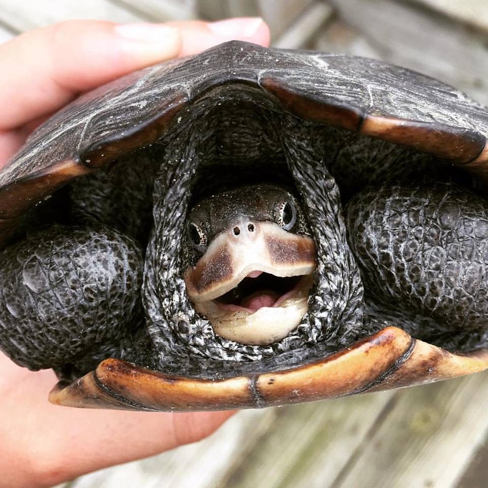Terrapin smiling