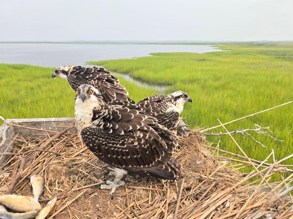 Osprey in nest