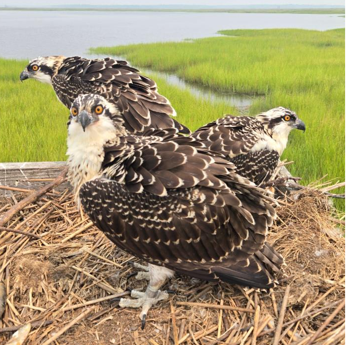Osprey in nest