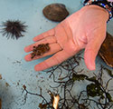 Image of Stockton Unviersity student holding artifact from ocean