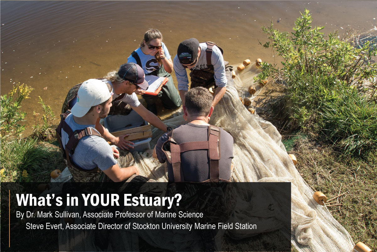 Image of Stockton University marine science professor, Dr. Mark Sullivan, and studnets sort a seine net catch in Port Republic, NJ