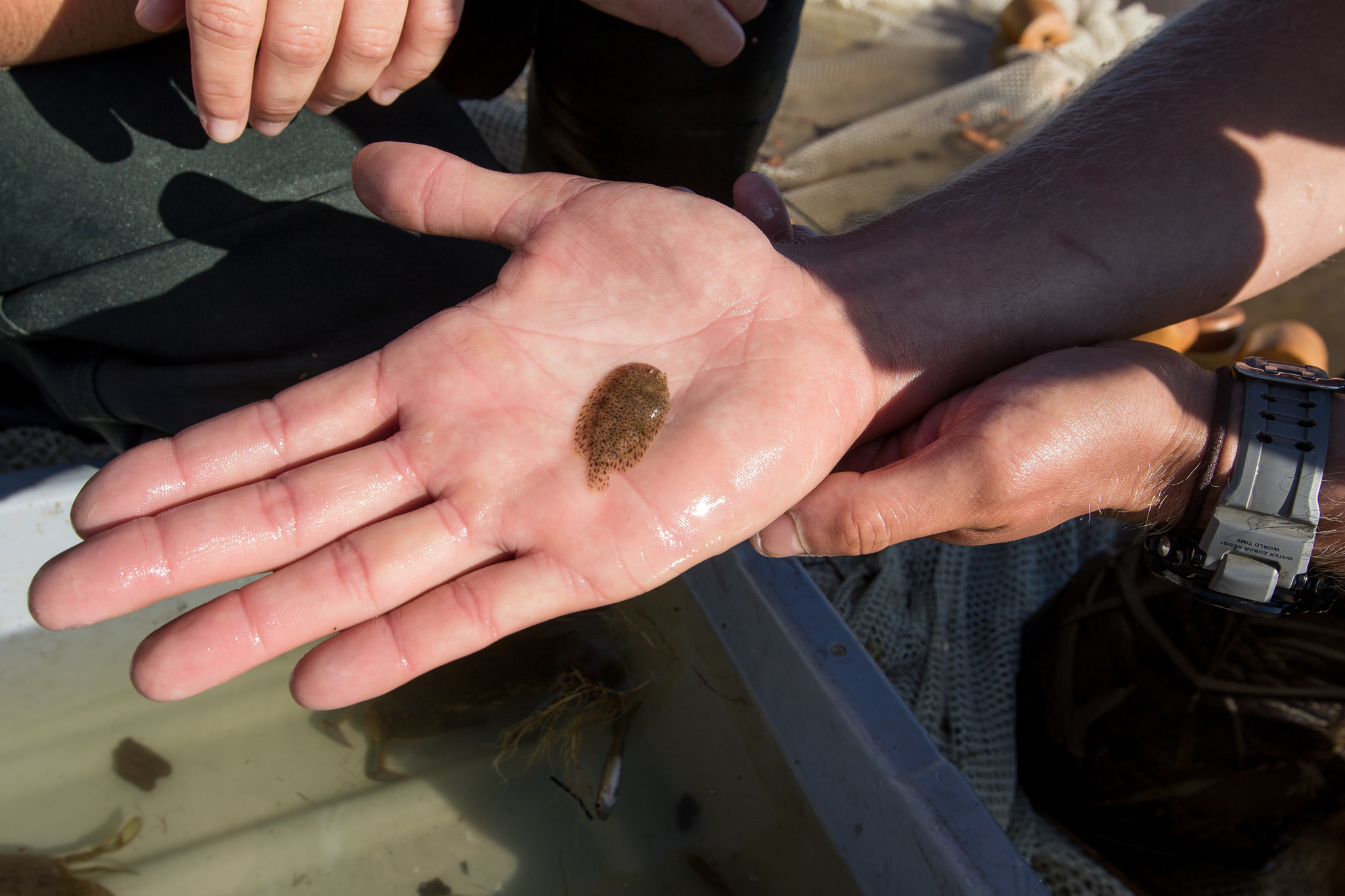 Image of cryptic juvenile hogchoker caught in seine net in Port Republic, NJ