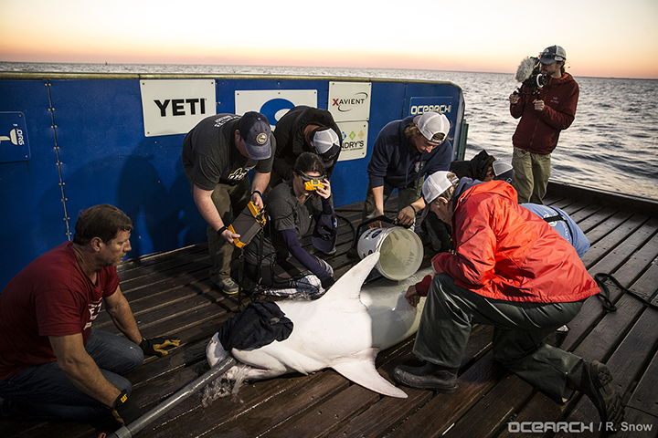 Image of Alumna Chelsea Shields working withOCEARCH expedition