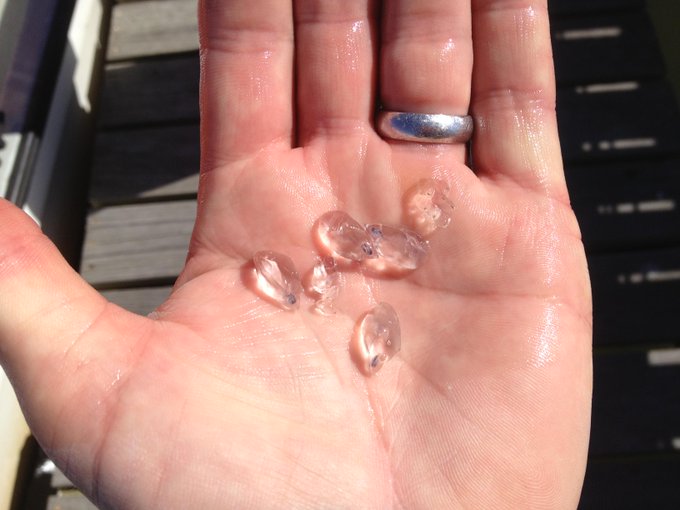 Image of jelly fish