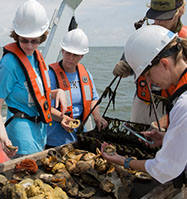 Image of Stockton Unviersity marine science student researchers restoring bay with oysters