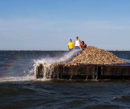 Image of oysters being planted in Barnegat Bay