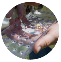 An image of student researcher holding samples