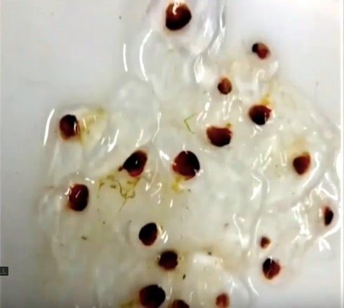 Image of slimy jelly fish
