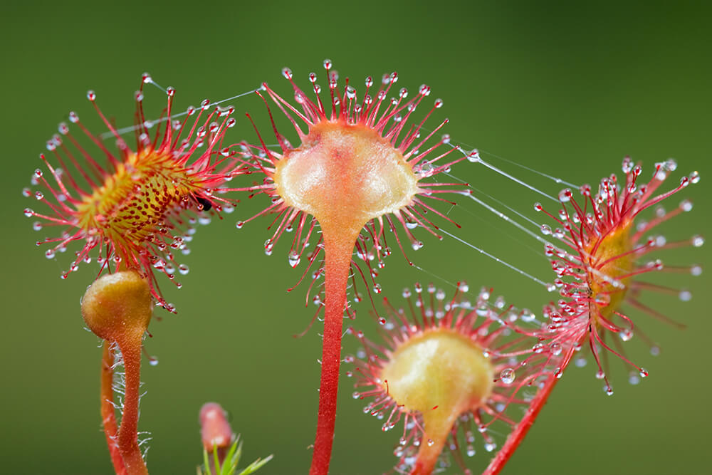 Image of Sundews