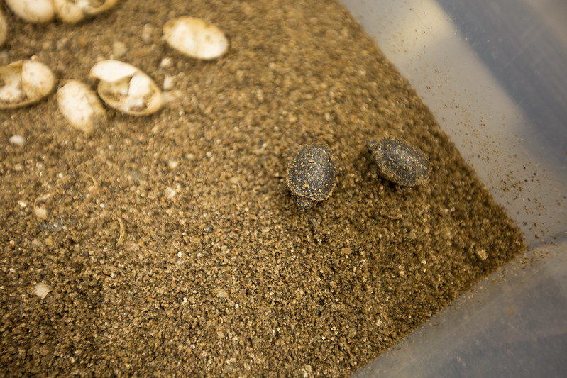 Image of terrapin eggs