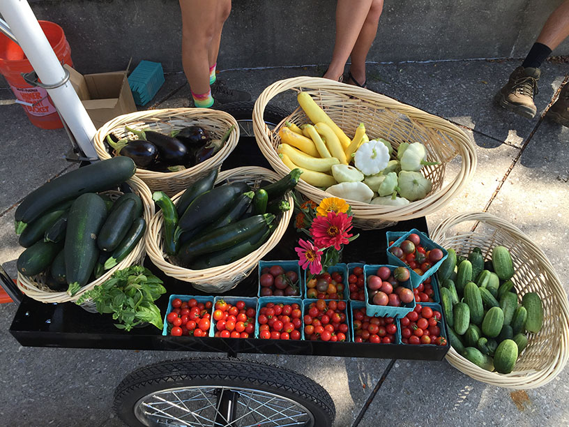 Image of vegetable grown on Stockton University Organic Farm