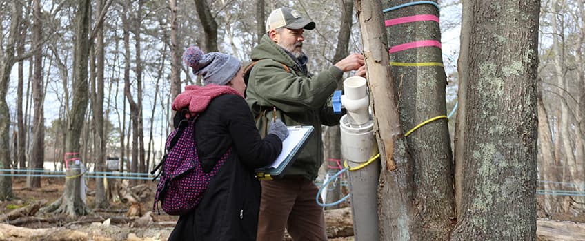 Professor tapping maple trees with students. 