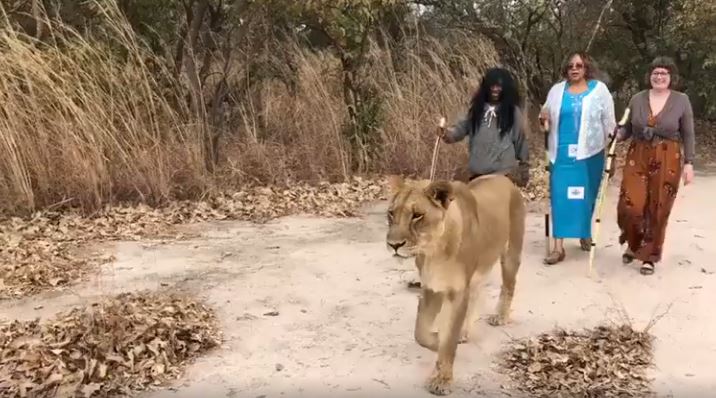 three women walking with lioness