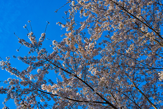 cherry blossoms