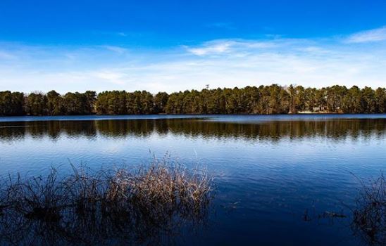 lake and trees