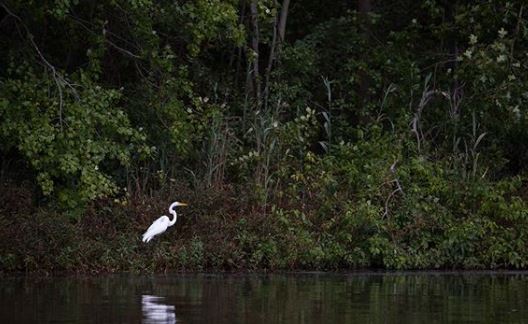 White heron 