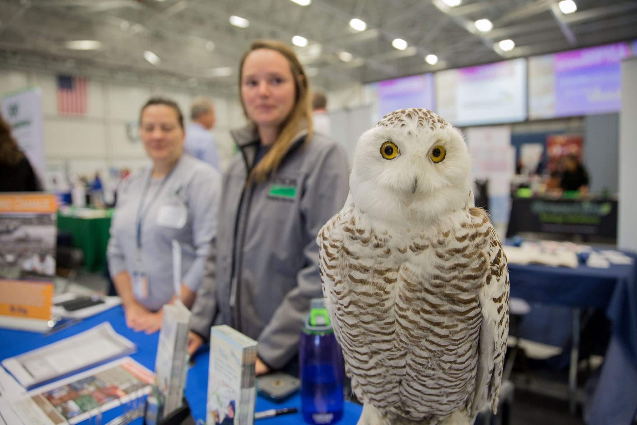 Snowy owl