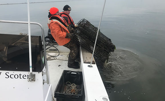 Marine Field Station Oysters