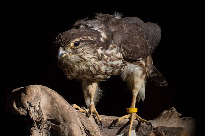 This juvenile Merlin, a small falcon, was hit by a car near Avalon in 1972, but the art and science of taxidermy has allowed it to live on for generations of students to study ornithology and observe fine details in a way not possible in the field.