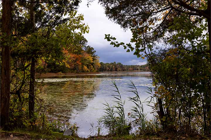 Picture of lake with trees