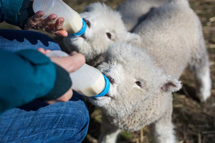 Woman feeding sheep