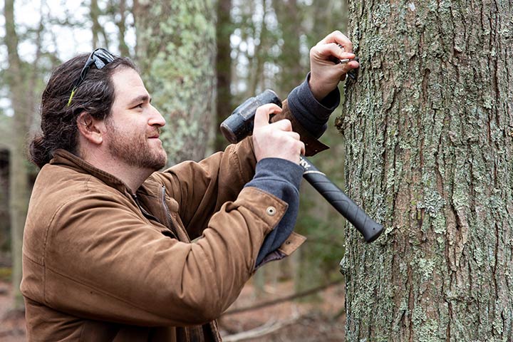 Aaron Stoler tapping a maple tree