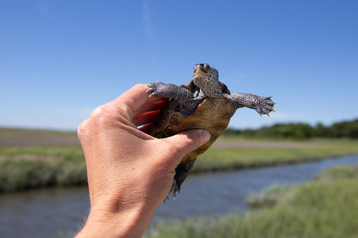 A baby terrapin