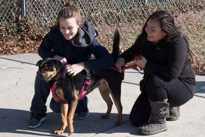 Animal shelter service project