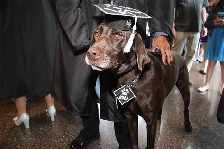 Hemi wearing a graduation cap