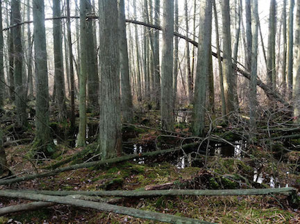 The Cedar Bog.