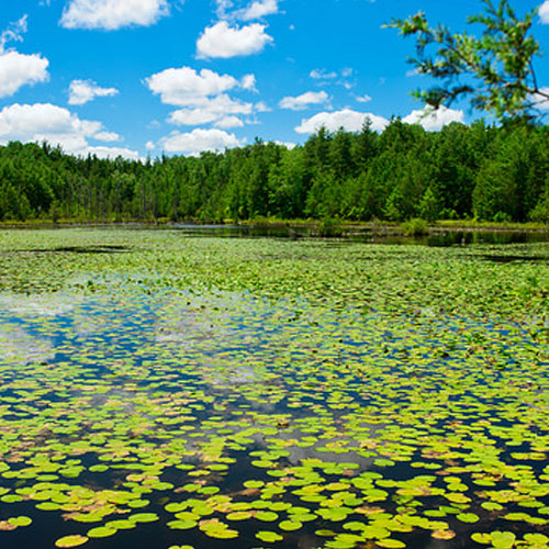 lily pads on Lake Fred